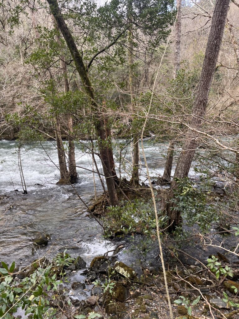 Bosque de ribera con alisos y fresnos en las Fragas do Eume